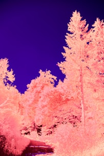 A surreal landscape featuring a path bordered by trees with a striking color inversion effect. The sky appears deep blue, while the foliage and trees have a vibrant pink hue, creating an otherworldly atmosphere.