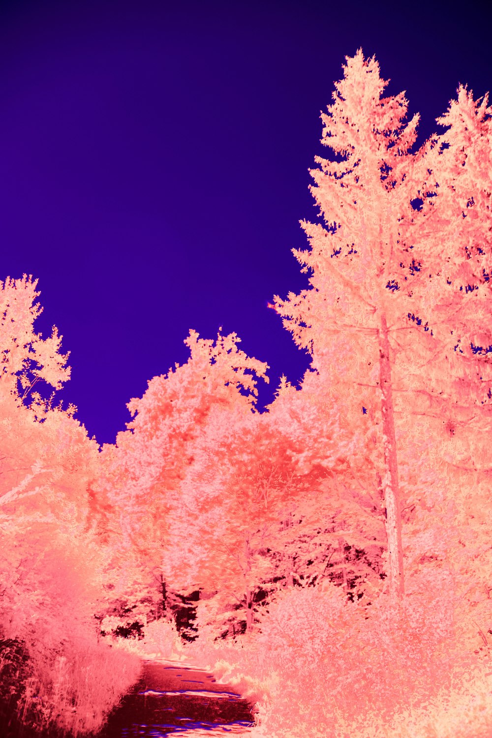 a infrared image of a road surrounded by trees