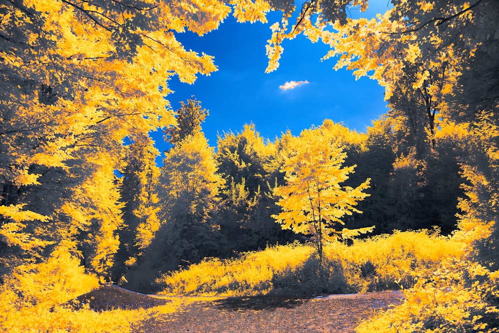 a dirt road surrounded by trees with yellow leaves