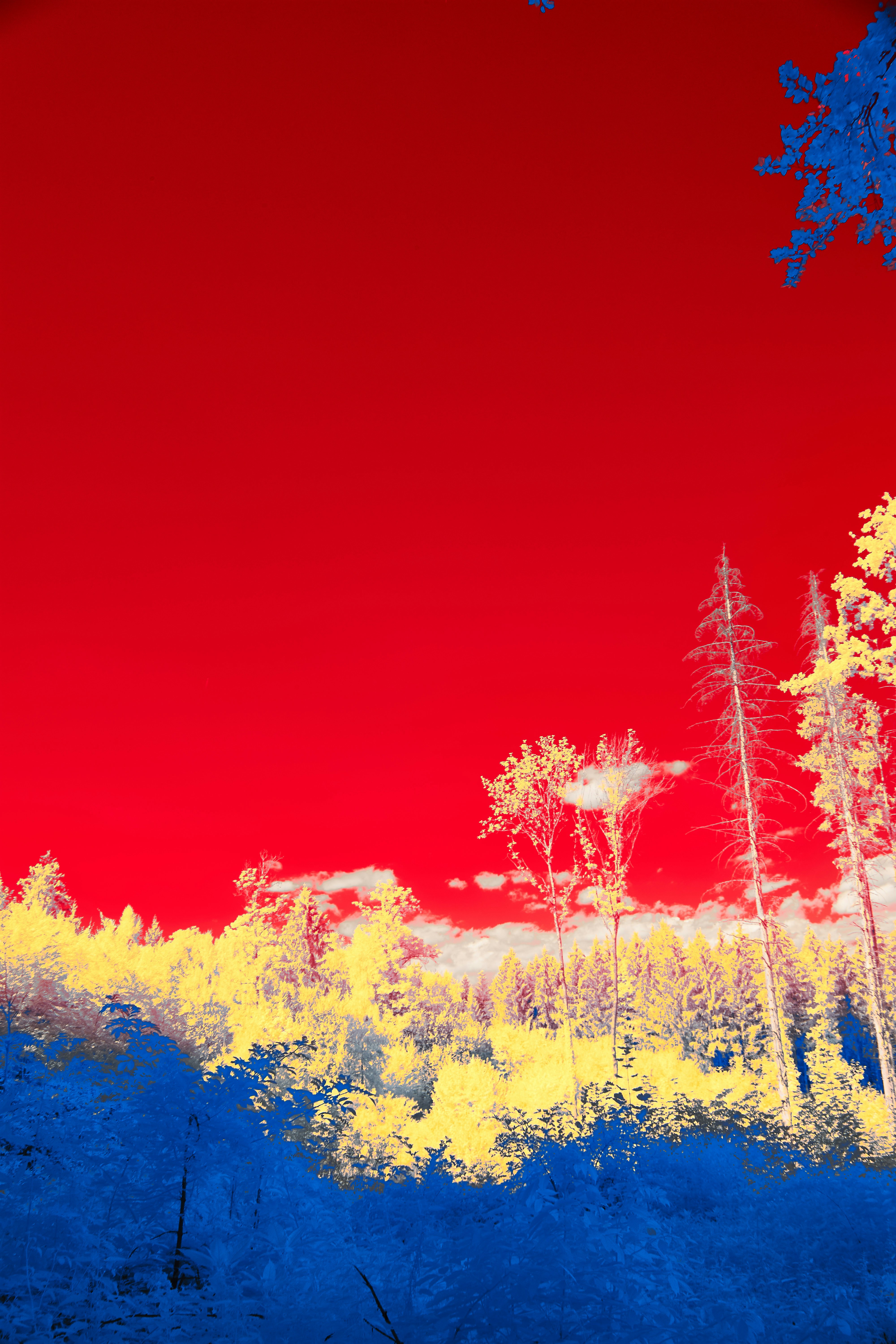 Photo by wolfgang_hasselmann