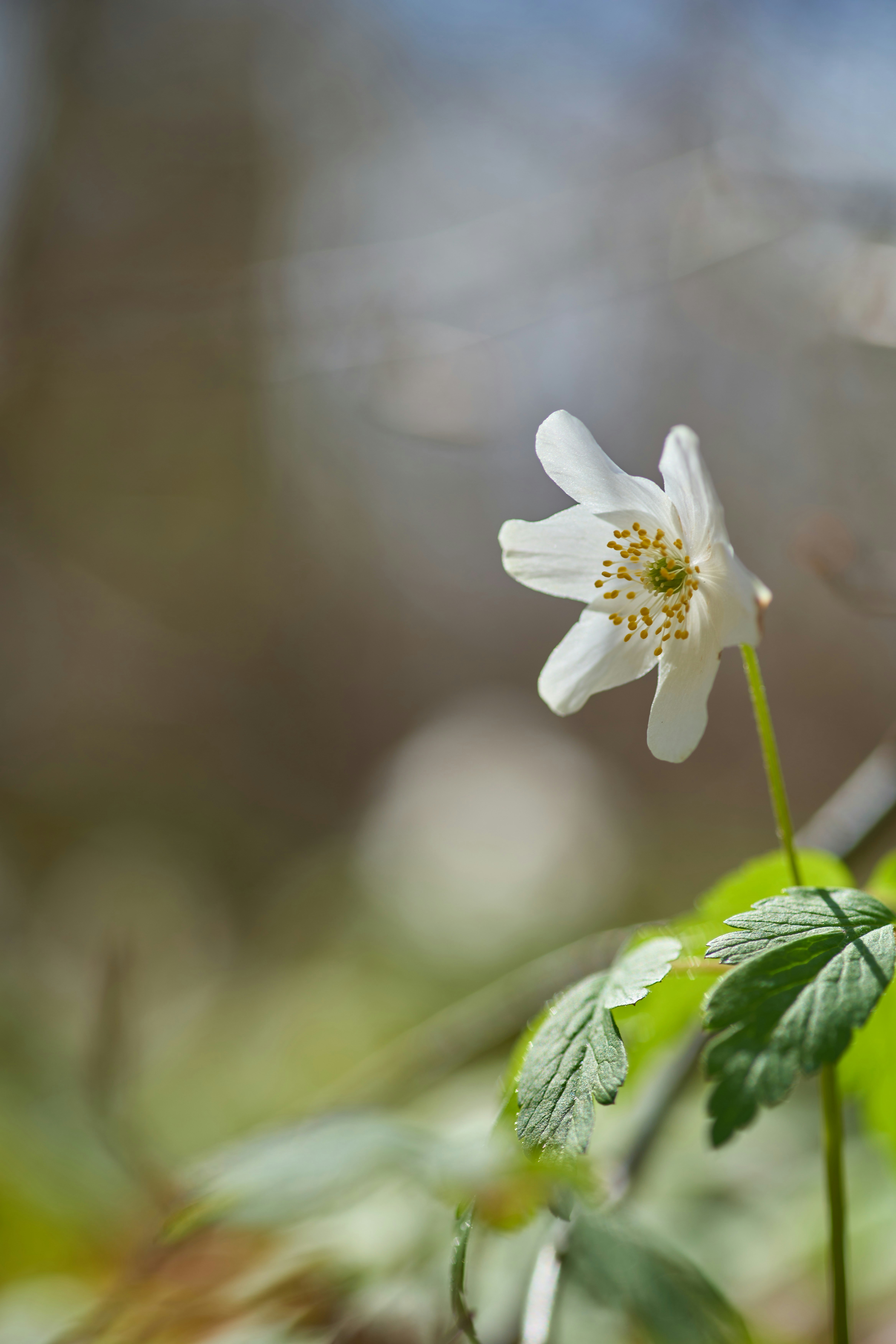 Photo by wolfgang_hasselmann