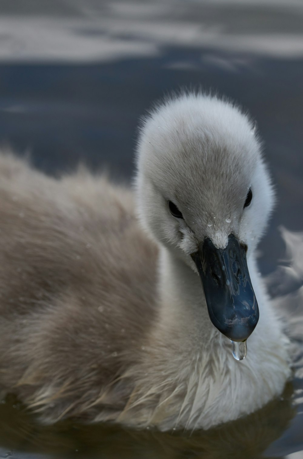 a small white duck floating on top of a body of water