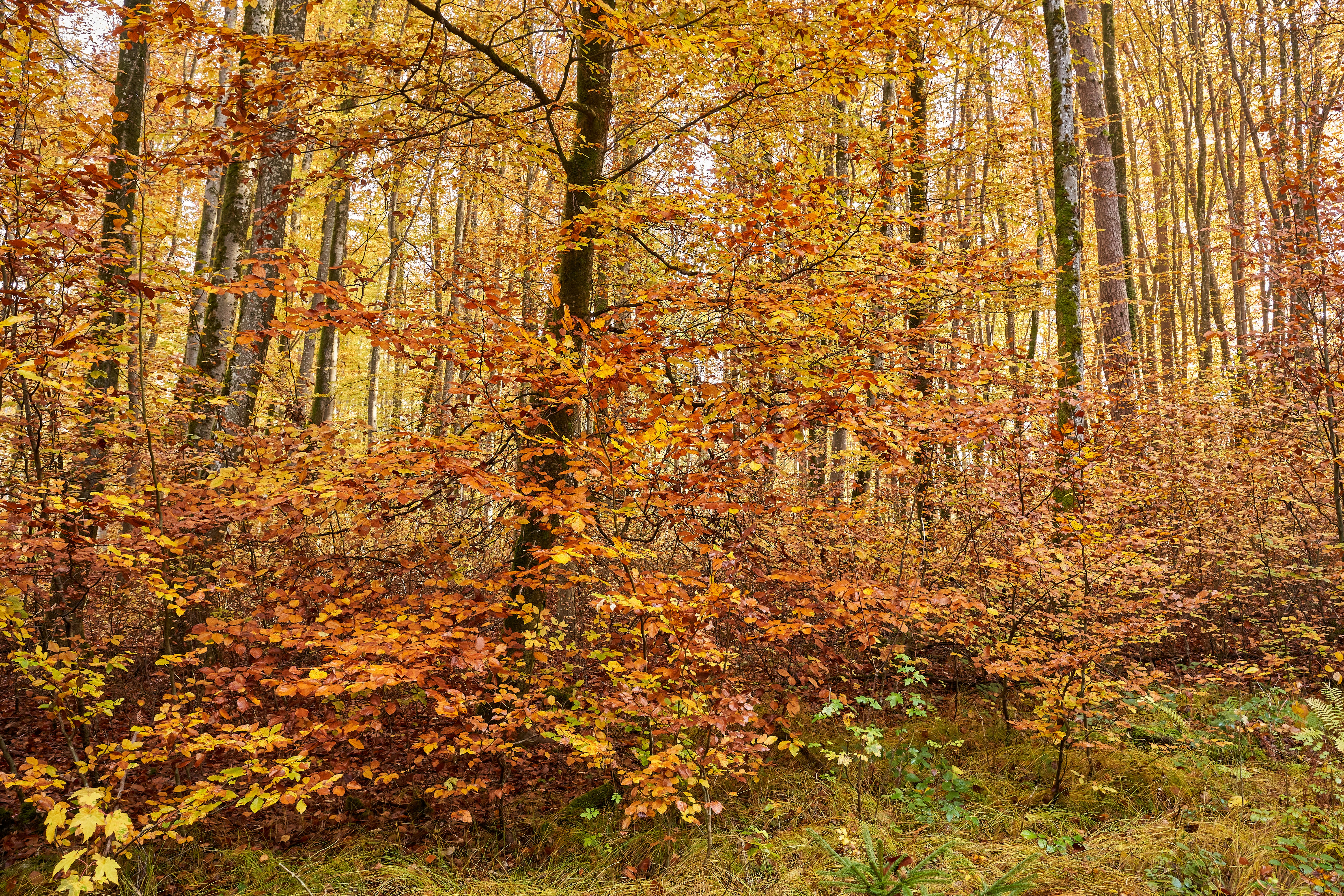 Photo by wolfgang_hasselmann