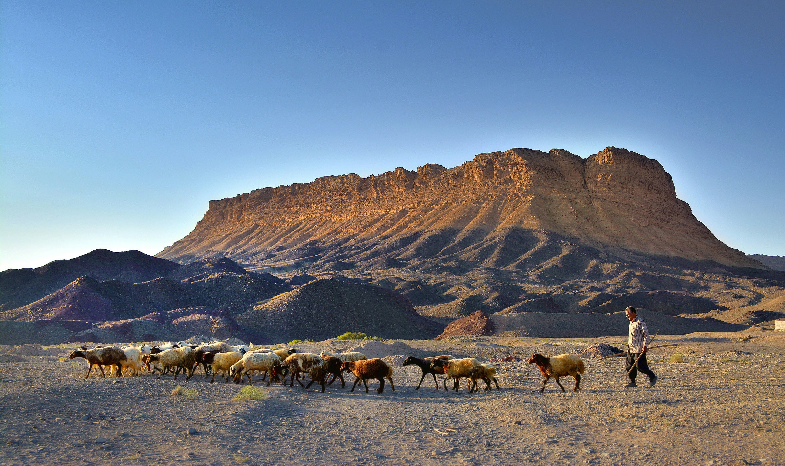 A man leading a herd of sheep across a desert