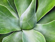Traditional Mexican patterns subtly woven into agave leaves.