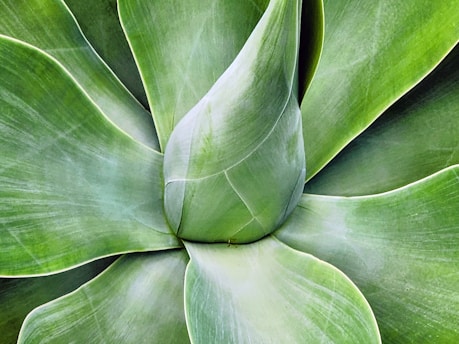 A close-up view of an agave plant with large, smooth green leaves radiating outward from a central point. The leaves have a subtle gradient of greens and exhibit fine lines and textures, creating a visually pleasing symmetry and pattern.
