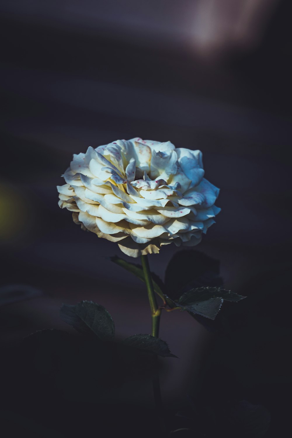 a white flower with a dark background