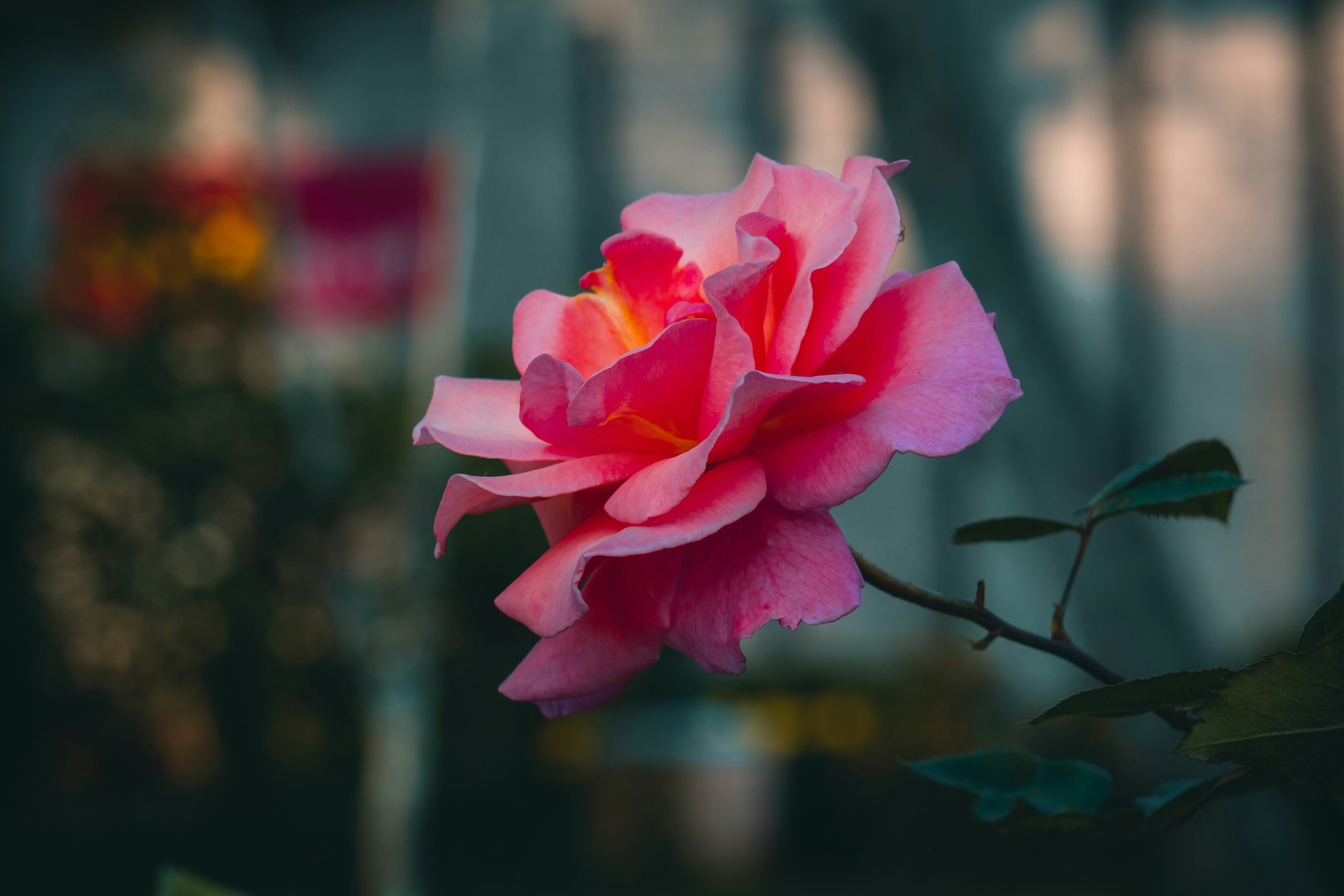 Photo by abdulkayum97