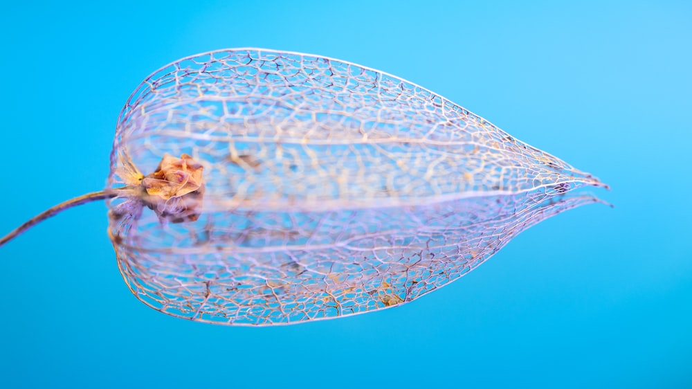 a close up of a leaf on a blue background