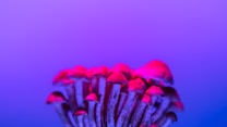 A cluster of mushrooms is illuminated by neon pink and purple lighting, creating a vibrant and surreal visual effect. The mushrooms have slender stems and small caps, and they appear to be closely packed together.