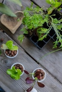 A variety of small potted plants arranged on a wooden table, including several leafy greens and seedlings in containers with clay pellets. A carved wooden dish is also visible next to the plants.