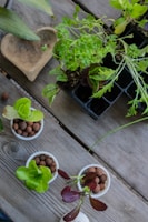 A variety of small potted plants arranged on a wooden table, including several leafy greens and seedlings in containers with clay pellets. A carved wooden dish is also visible next to the plants.