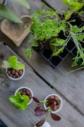 A variety of small potted plants arranged on a wooden table, including several leafy greens and seedlings in containers with clay pellets. A carved wooden dish is also visible next to the plants.