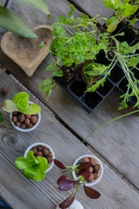 A variety of small potted plants arranged on a wooden table, including several leafy greens and seedlings in containers with clay pellets. A carved wooden dish is also visible next to the plants.
