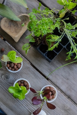 A close-up of herbal plants arranged on a wooden table.