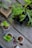 A variety of small potted plants arranged on a wooden table, including several leafy greens and seedlings in containers with clay pellets. A carved wooden dish is also visible next to the plants.