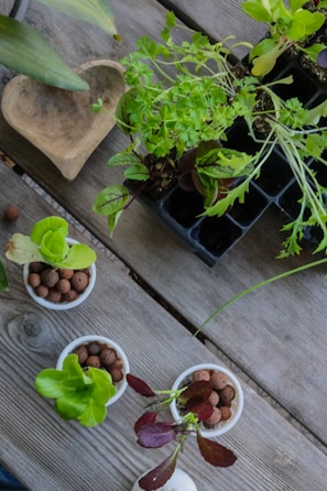 A variety of small potted plants arranged on a wooden table, including several leafy greens and seedlings in containers with clay pellets. A carved wooden dish is also visible next to the plants.