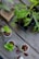 A variety of small potted plants arranged on a wooden table, including several leafy greens and seedlings in containers with clay pellets. A carved wooden dish is also visible next to the plants.