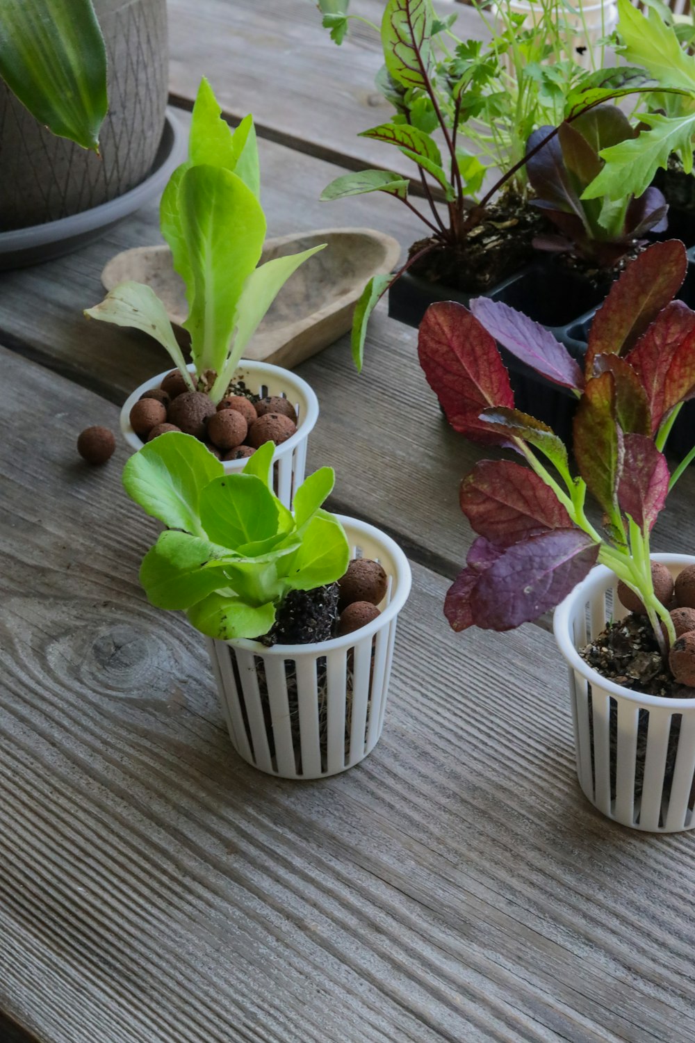 a group of plants that are sitting on a table