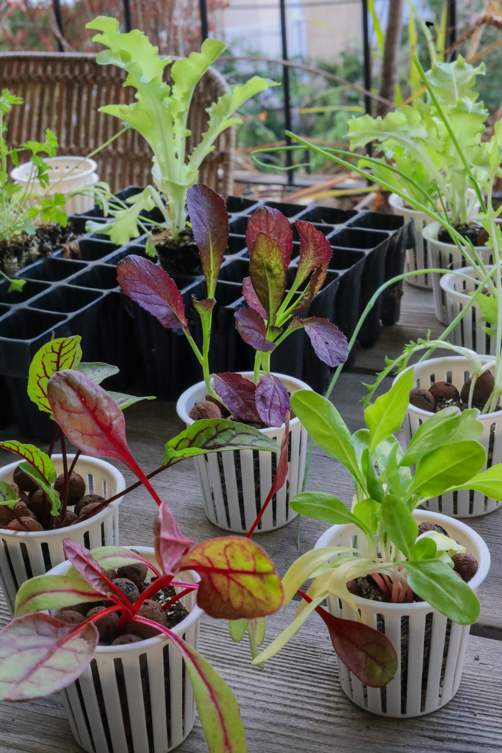 um grupo de vasos de plantas sentado em cima de uma mesa de madeira