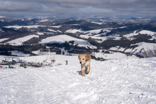 A happy dog enjoying a walk in the snowy mountains of Crans-Montana.