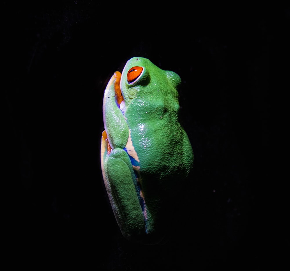 a green frog with orange eyes sitting on a black background