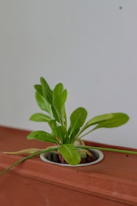 Potted Green Plant