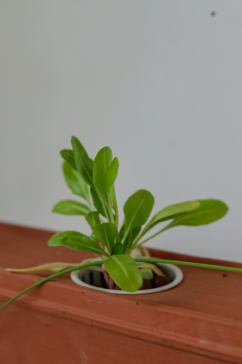 una pequeña planta en maceta sentada encima de una mesa de madera