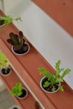 a couple of plants that are in some pots