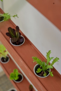 a couple of plants that are in some pots