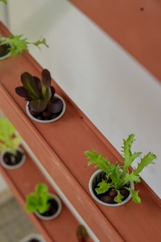 a couple of plants that are in some pots