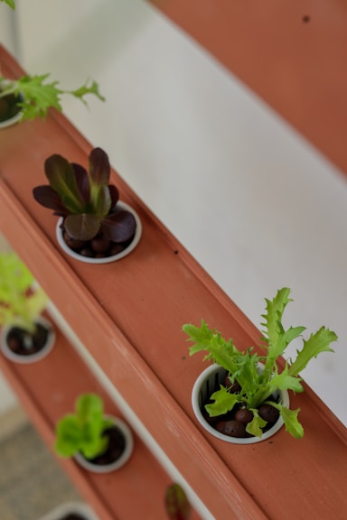 a couple of plants that are in some pots