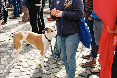 A brown and white dog on a leash is standing close to a person dressed in a blue hoodie with a Brixton logo and jeans. The person is holding a piece of food in their hands. The scene takes place on a cobblestone pavement with several people standing around, some wearing colorful clothes and carrying bags.