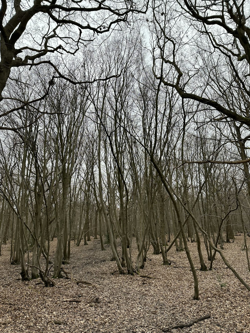 Un bosque lleno de muchos árboles desnudos