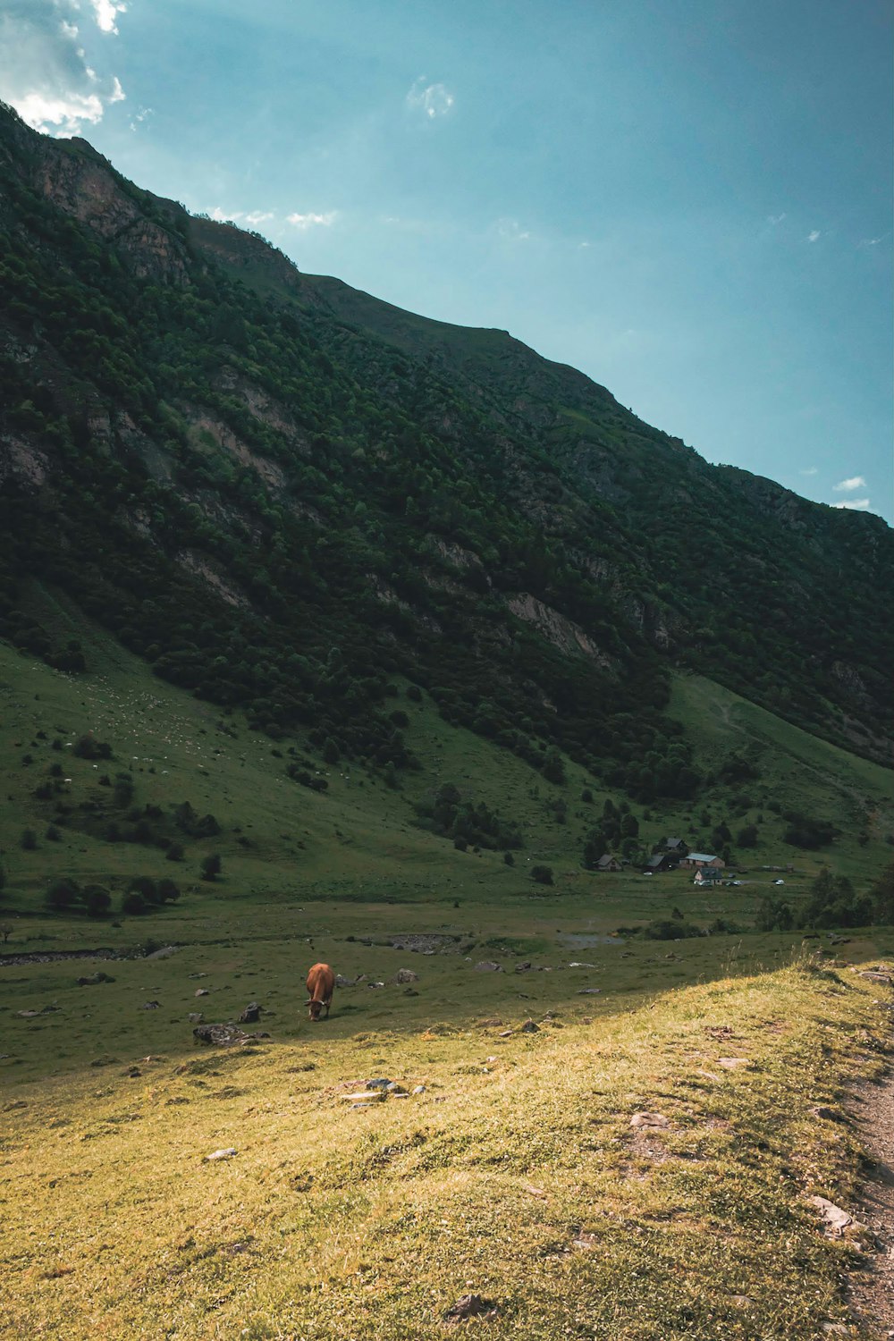 a brown cow standing on top of a lush green hillside