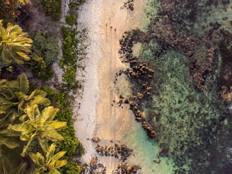 an aerial view of a sandy beach with palm trees