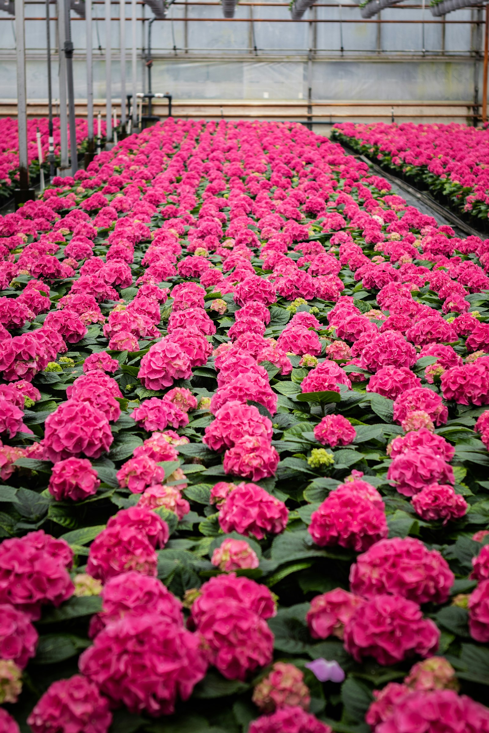 The interior of a large commercial greenhouse with long rows of flowering plants under a glazed roof