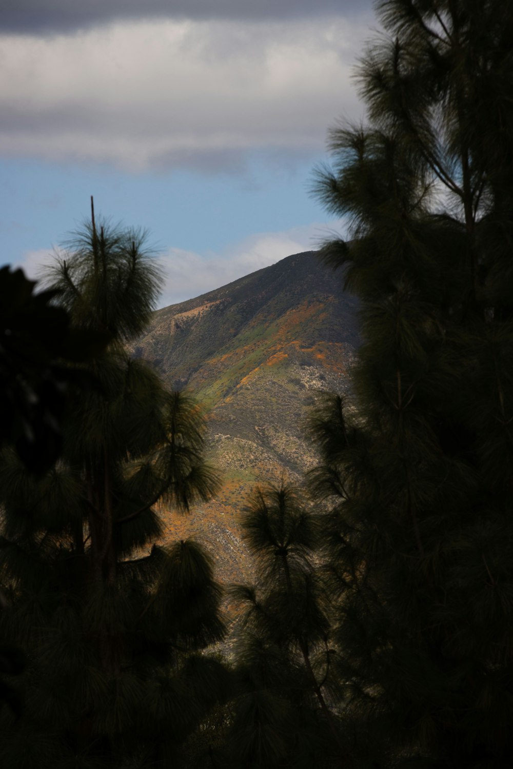 a view of a mountain through some trees