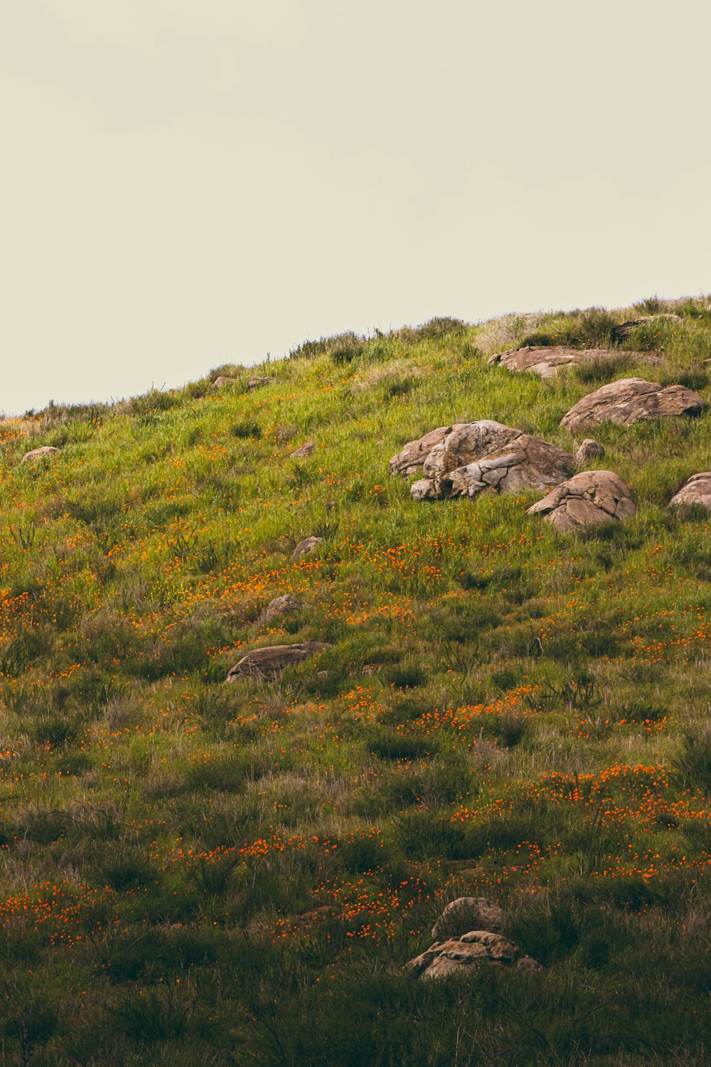 a cow standing on top of a lush green hillside