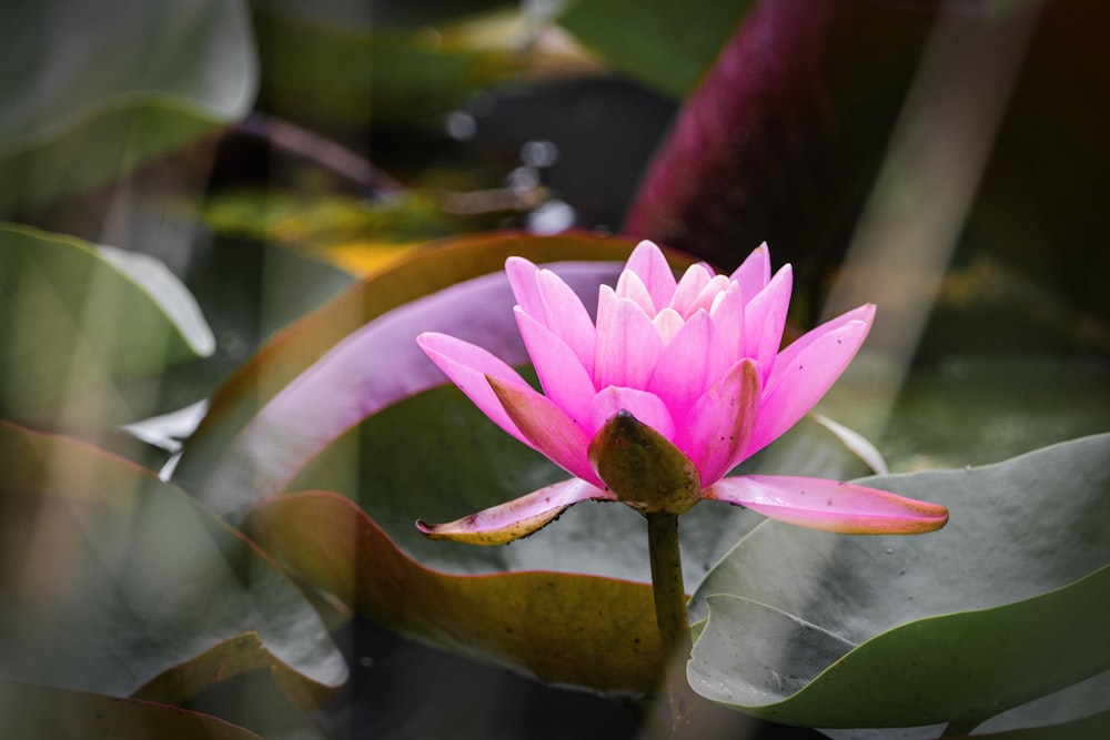 a pink flower is blooming in a pond