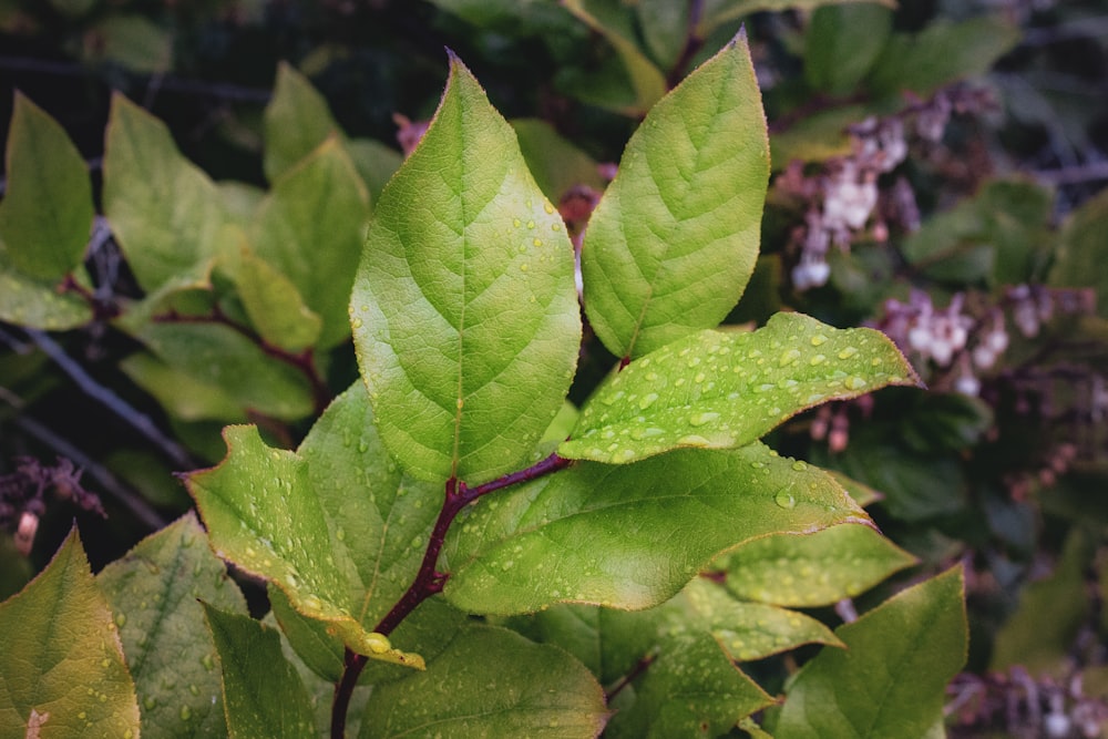 a close up of a green leafy plant with drops of water on it