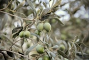 an olive tree with lots of green olives on it