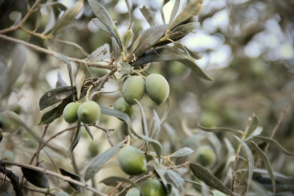 An olive tree with lots of green olives on it