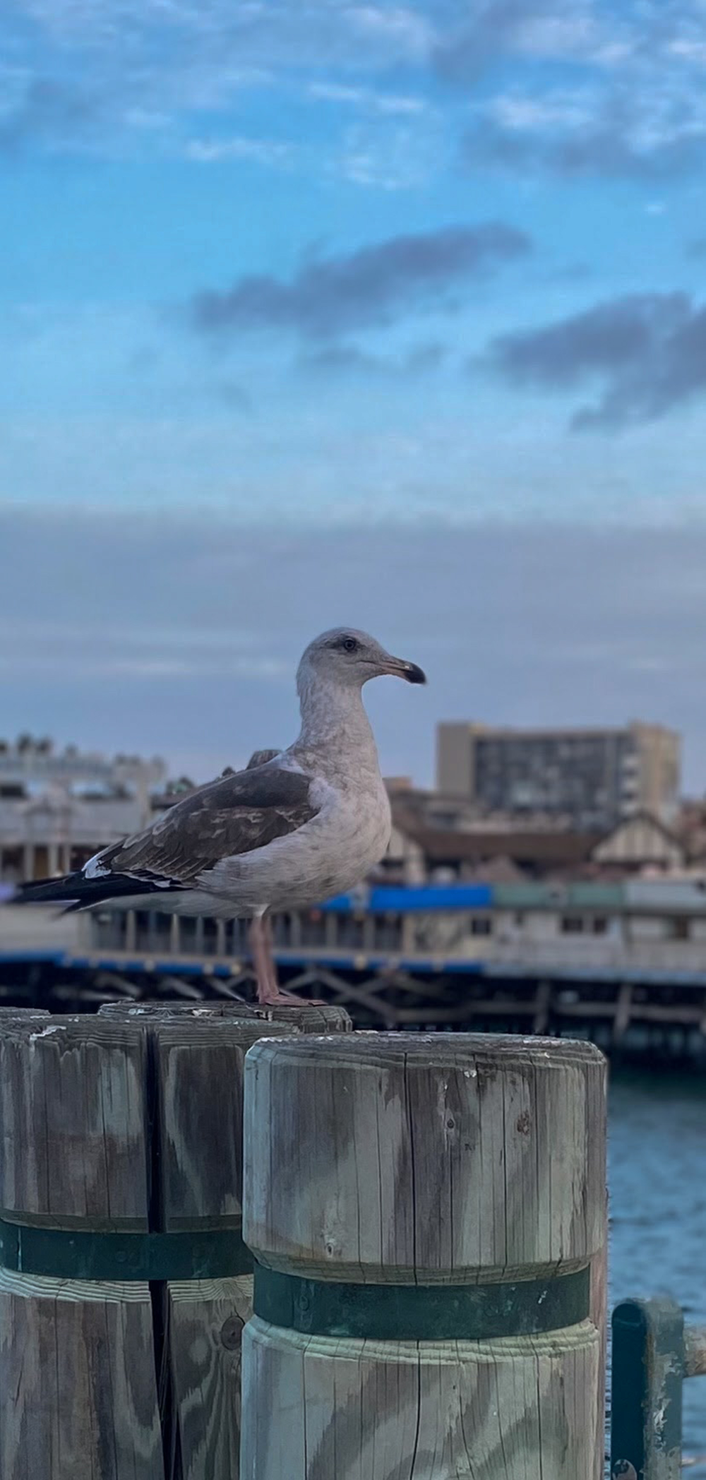 a seagull sitting on top of a wooden post