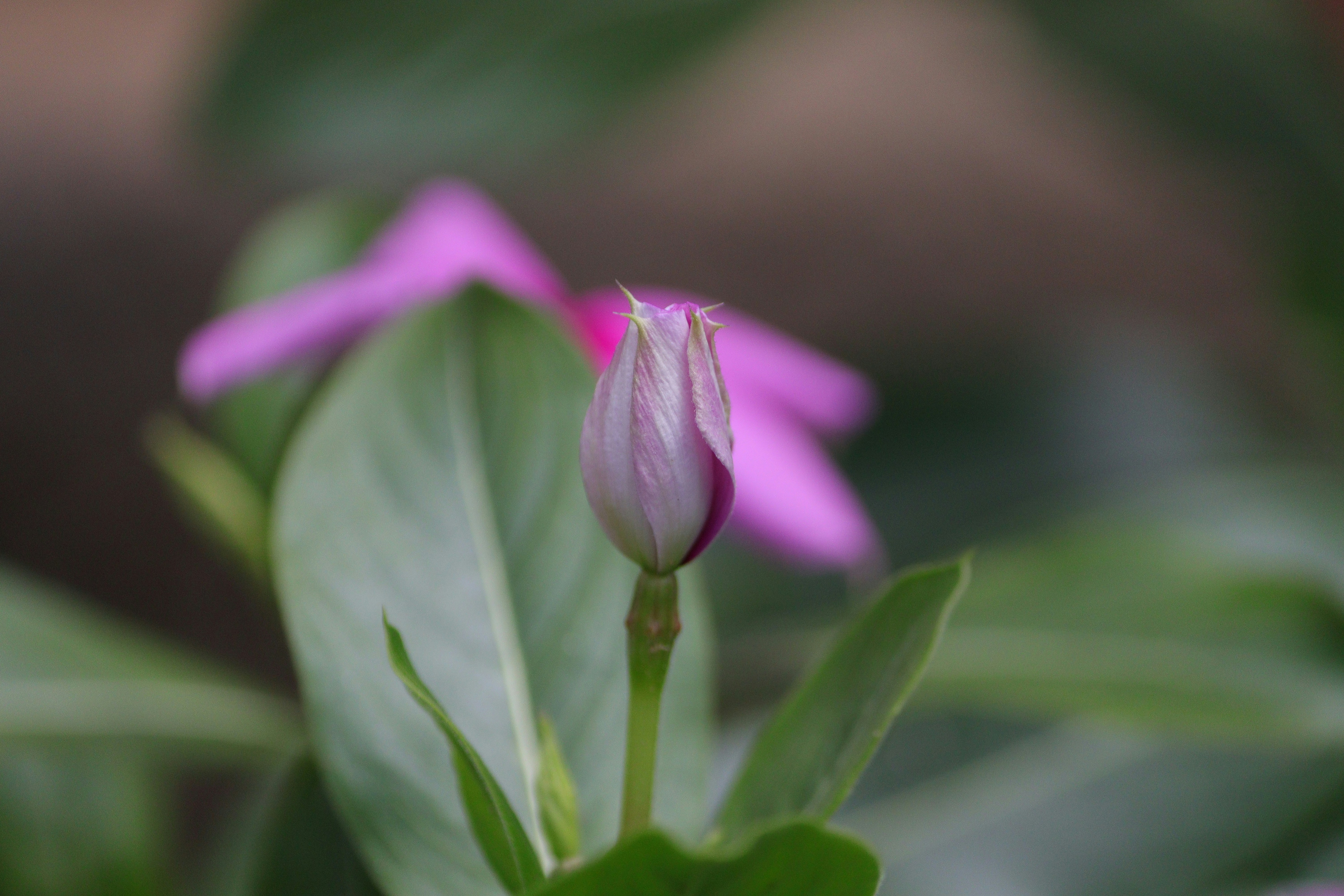 Windhoek – Food & Dining Culture