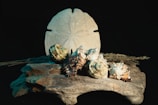 An assortment of seashells and a sand dollar are artfully arranged on a piece of driftwood. The background is dark, highlighting the natural textures and colors of the objects. Dried plant stems are also visible in the composition.