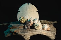 Natural elements like seashells and smooth stones arranged artfully.
