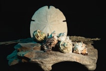 Sea shell jewelry pieces artistically displayed on a sandy beach background.