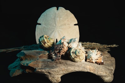 An assortment of seashells and a sand dollar are artfully arranged on a piece of driftwood. The background is dark, highlighting the natural textures and colors of the objects. Dried plant stems are also visible in the composition.