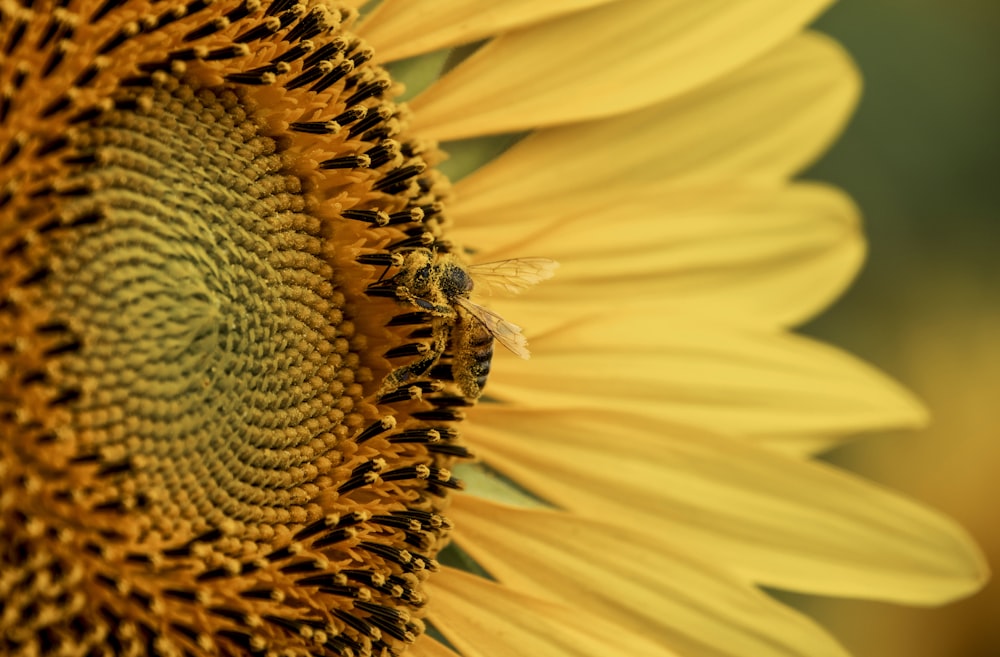 a bee on a sunflower with a blurry background